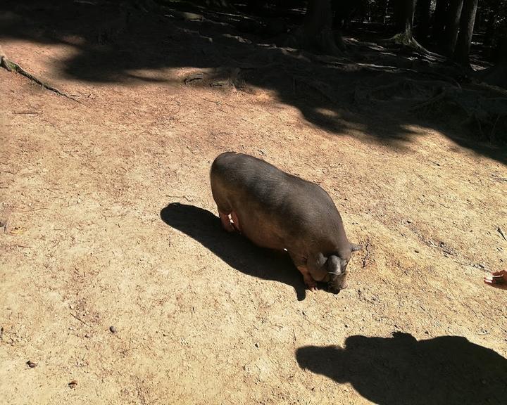 Wildpark-Restaurant Schwarze Berge